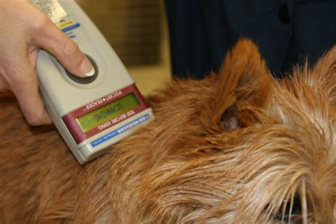 pet microchip identification